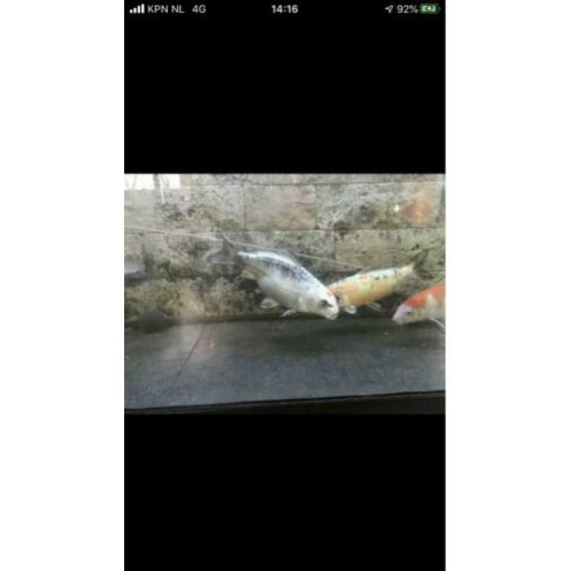Koi karpers 20 stuks