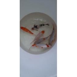 Koi