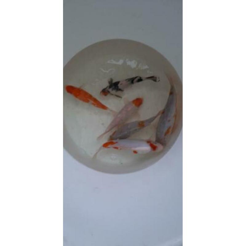 Koi