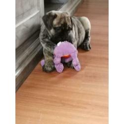 Bullmastiff puppie op zoek ....