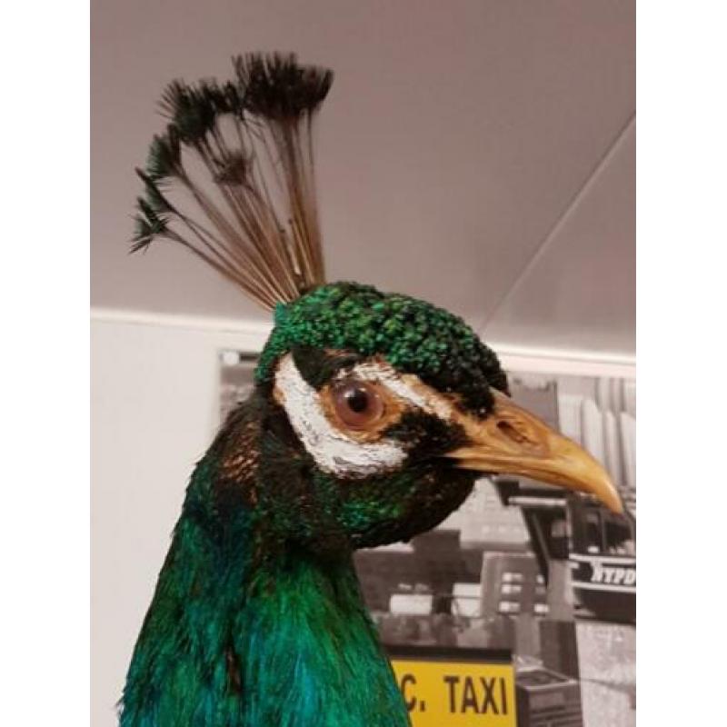 Taxidermie , opgezette blauwvleugel pauw in vol ornaat ??