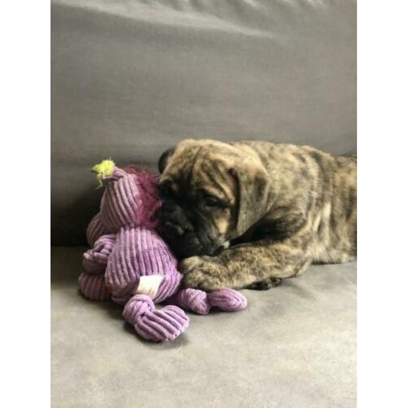 Bullmastiff puppie op zoek ....
