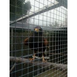Woestijnbuizerd te koop
