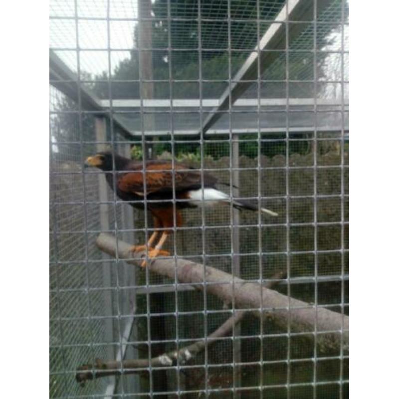 Woestijnbuizerd te koop