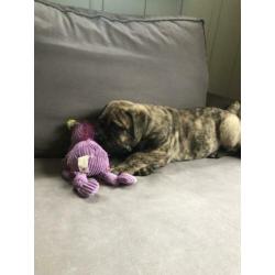 Bullmastiff puppie op zoek ....