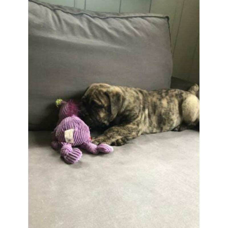 Bullmastiff puppie op zoek ....