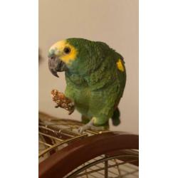Tammer sprekende Amazone