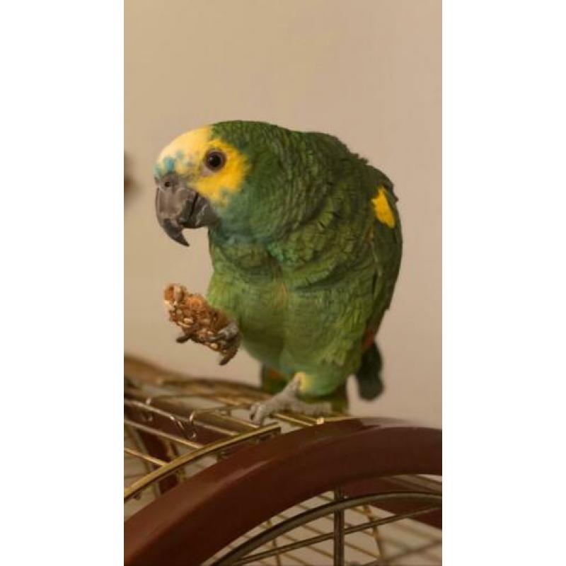 Tammer sprekende Amazone