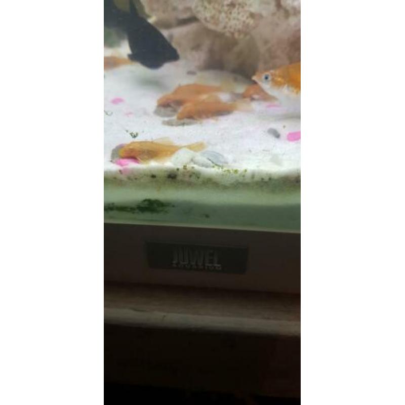 Juwel Lido 120 led compleet