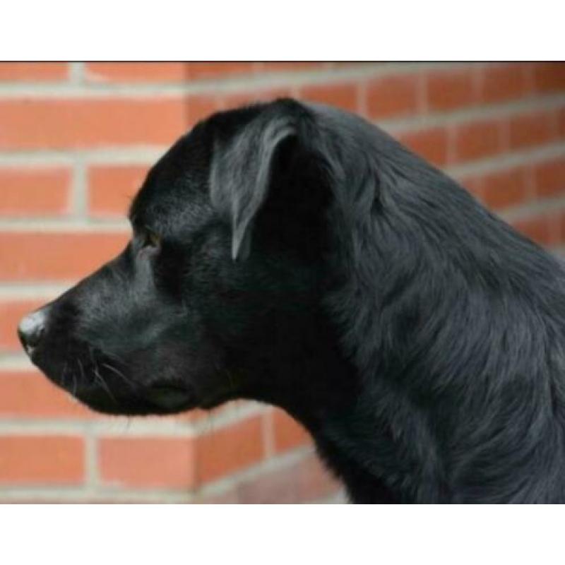 Kruising Labrador x rottweiler