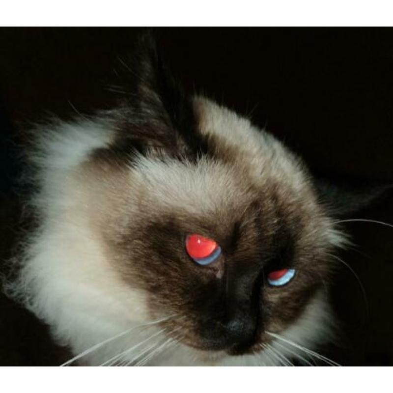 Heilige birmaan kater