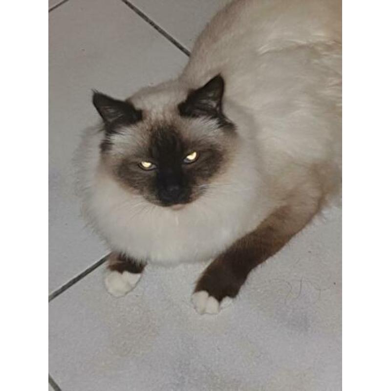 Heilige birmaan kater