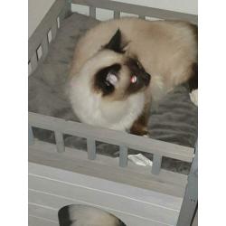 Heilige birmaan kater