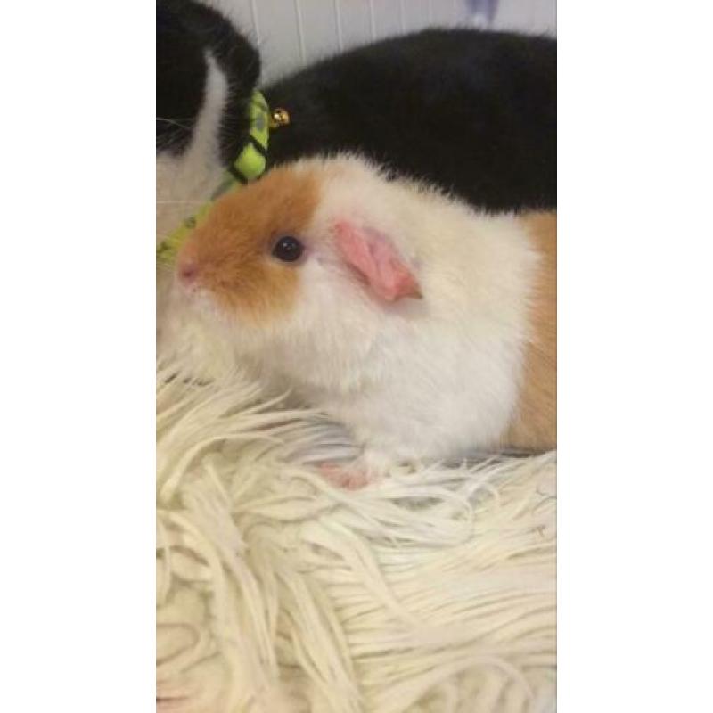 5 cavia’s zoeken een huisje