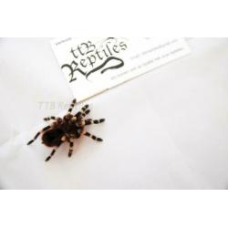 acanthoscurria geniculata (Braziliaanse witknievogelspin)