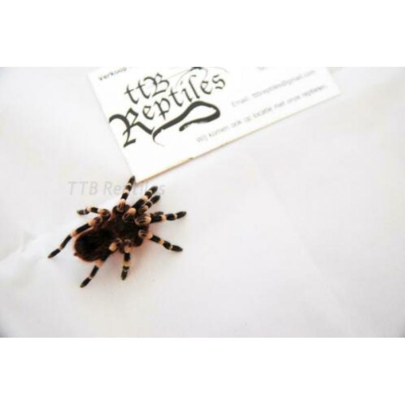 acanthoscurria geniculata (Braziliaanse witknievogelspin)