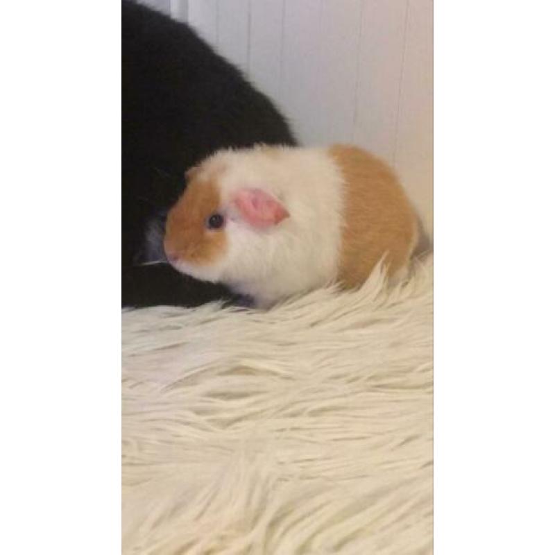 5 cavia’s zoeken een huisje
