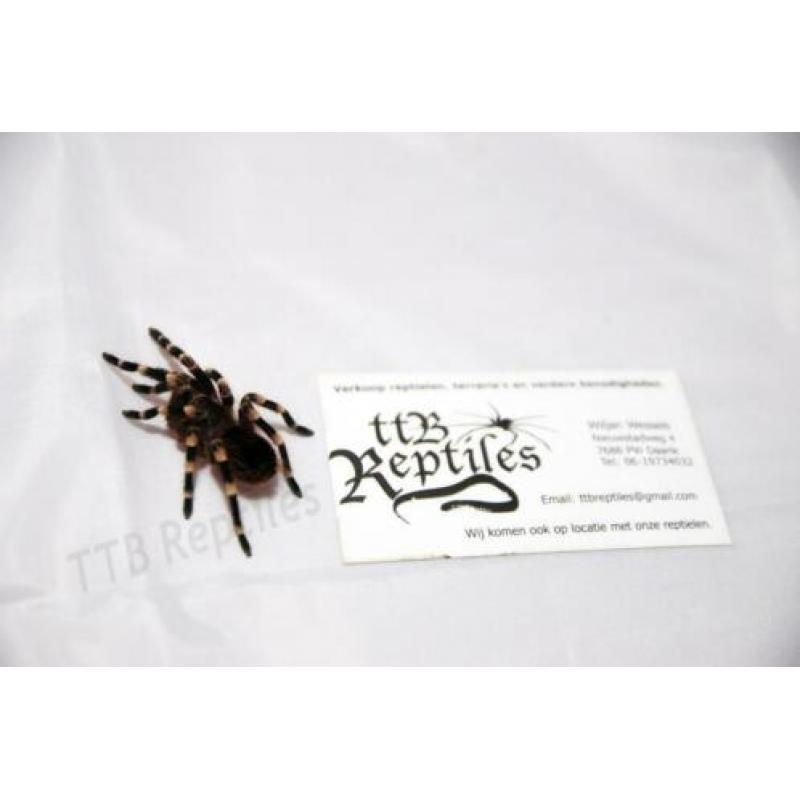 acanthoscurria geniculata (Braziliaanse witknievogelspin)