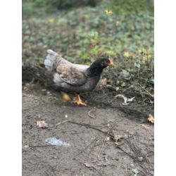 Indische vecht hoen groot 3 henen een haan blauw