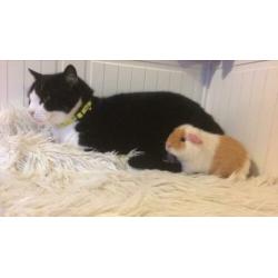 5 cavia’s zoeken een huisje