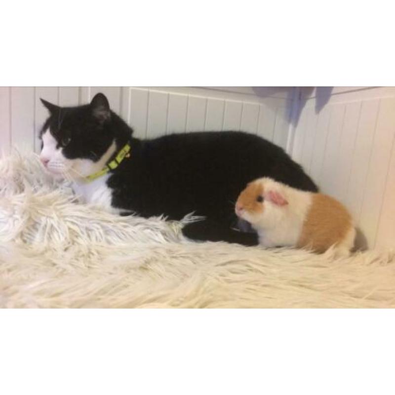 5 cavia’s zoeken een huisje