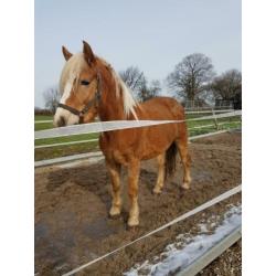 Prachtige haflinger merrie 5jaar