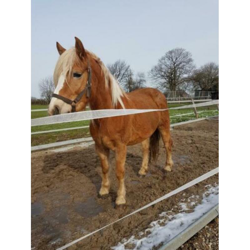 Prachtige haflinger merrie 5jaar