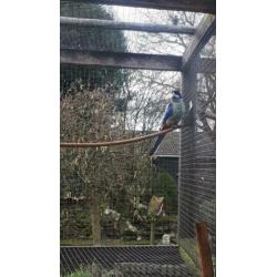 Brown rosella man 2016