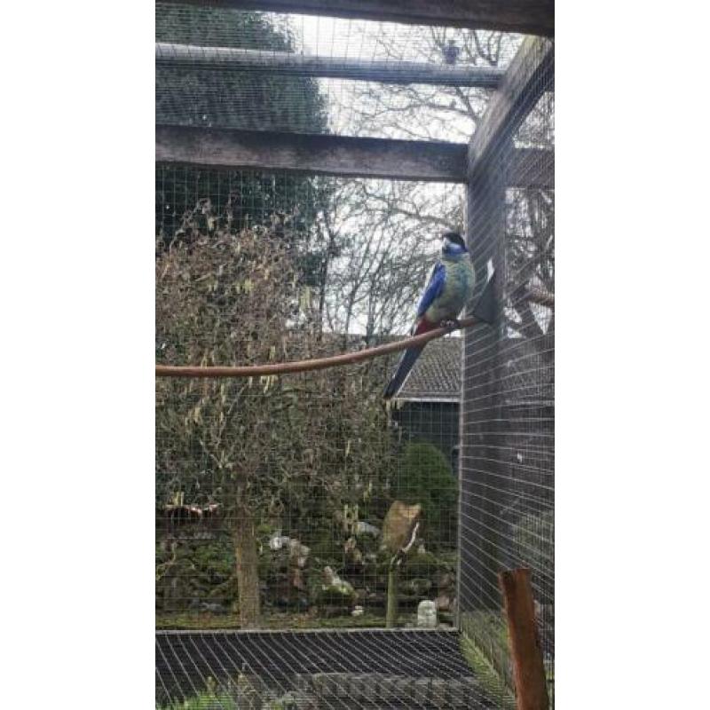 Brown rosella man 2016