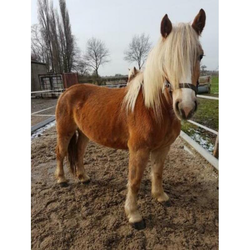 Prachtige haflinger merrie 5jaar