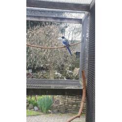 Brown rosella man 2016