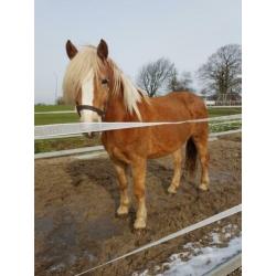 Prachtige haflinger merrie 5jaar