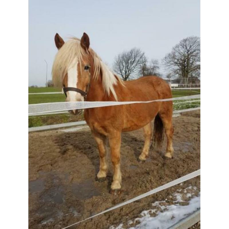 Prachtige haflinger merrie 5jaar