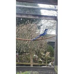 Brown rosella man 2016