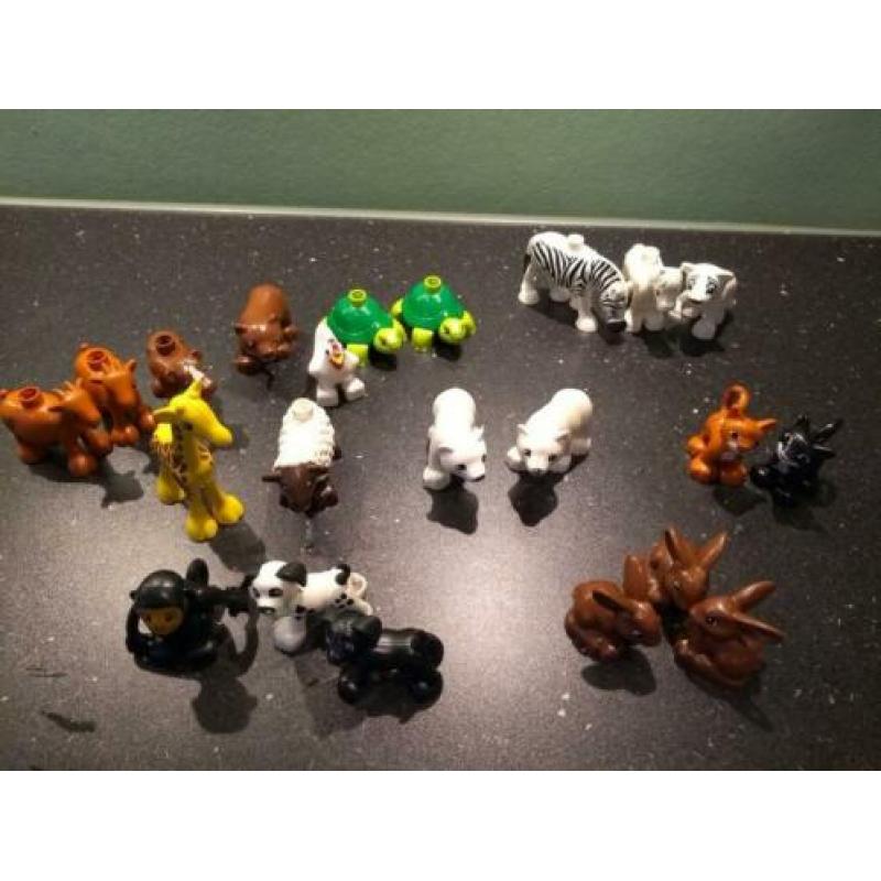 Grote partij duplo