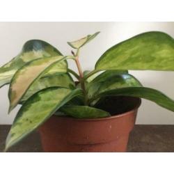 Hoya Australis Lisa