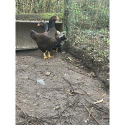 Indische vecht hoen groot 3 henen een haan blauw