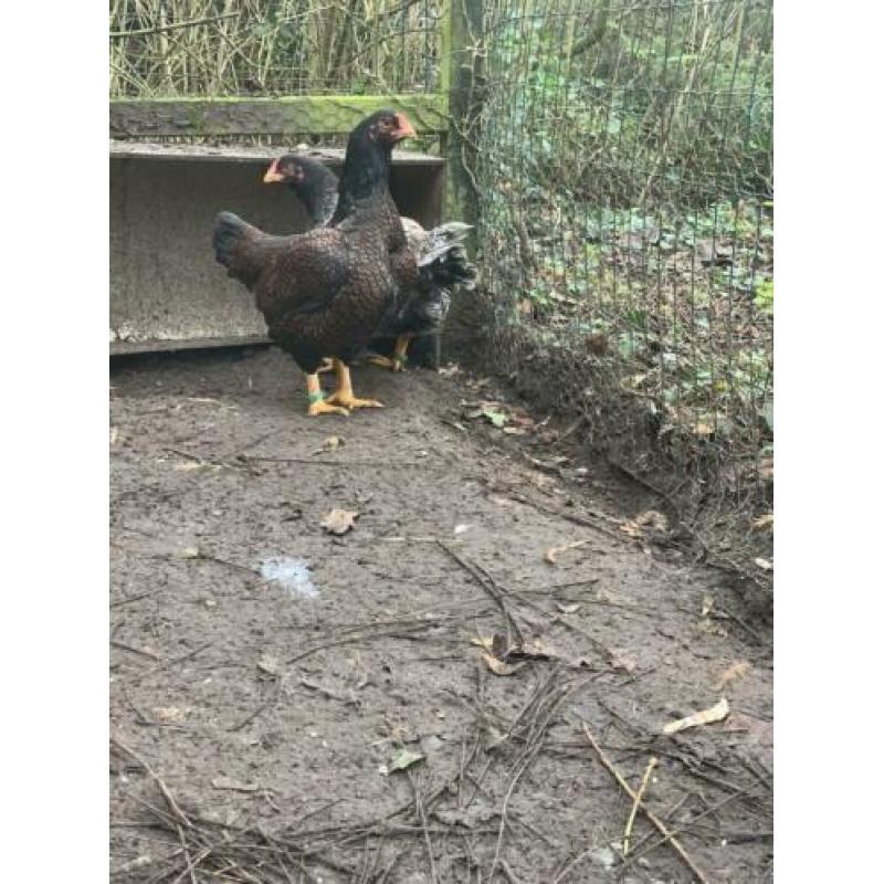 Indische vecht hoen groot 3 henen een haan blauw