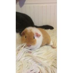 5 cavia’s zoeken een huisje