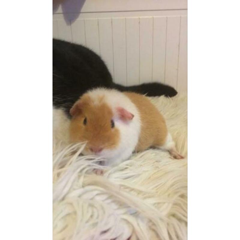 5 cavia’s zoeken een huisje