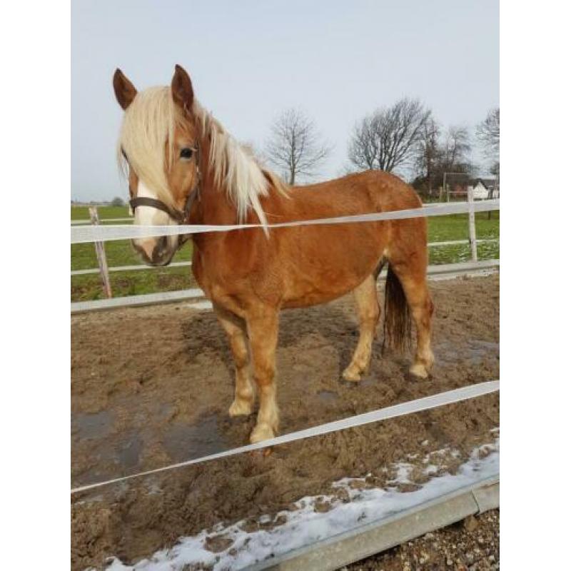 Prachtige haflinger merrie 5jaar