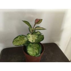 Hoya Australis Lisa