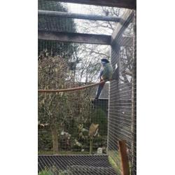 Brown rosella man 2016