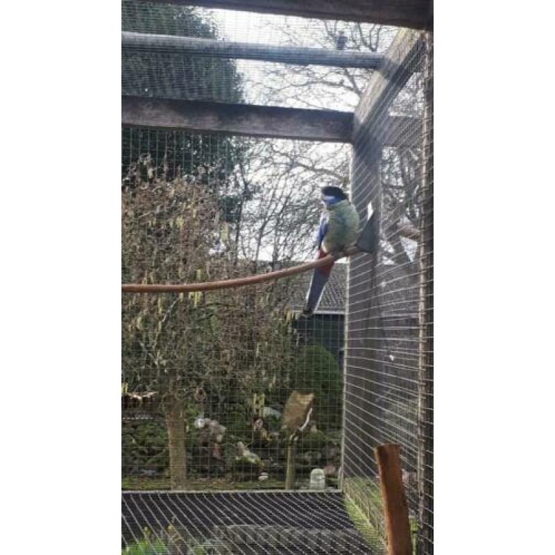 Brown rosella man 2016