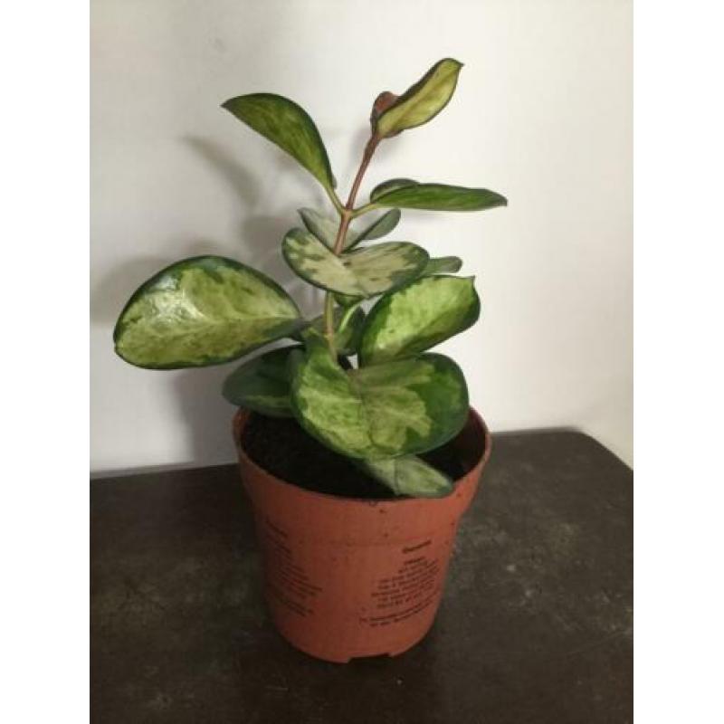 Hoya Australis Lisa