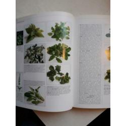 Het Grote Groenten boek