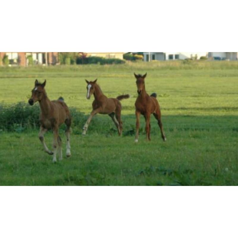 Merrie - veulen - dracht begeleiding en weidegang