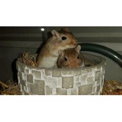 SPOED nieuw huisje gezocht