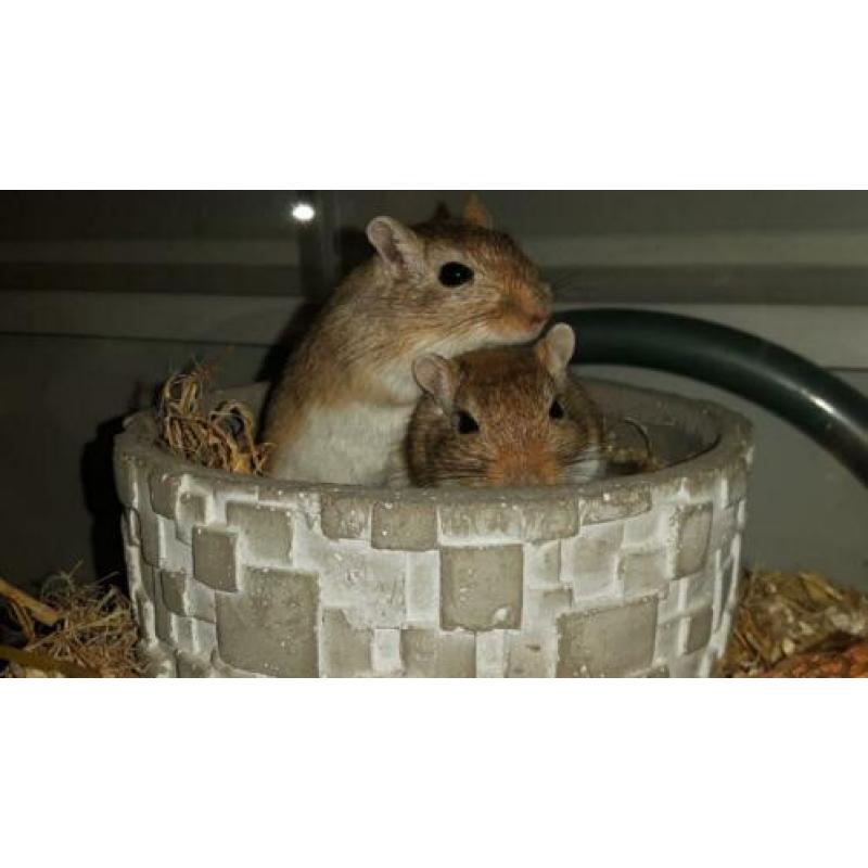 SPOED nieuw huisje gezocht