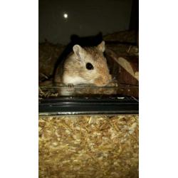 SPOED nieuw huisje gezocht